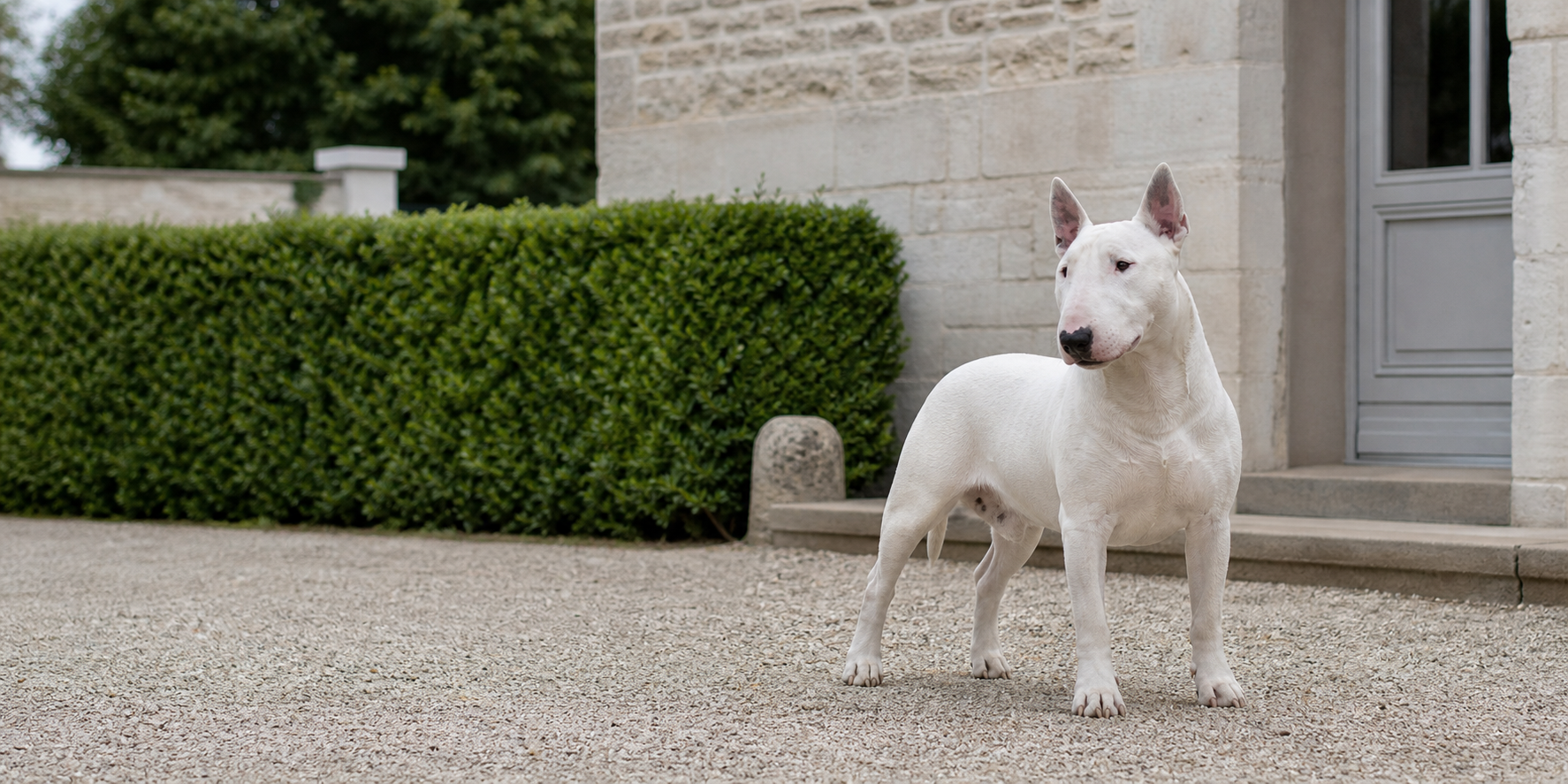 Bull Terrier blanc devant une entrée d'élevage en France